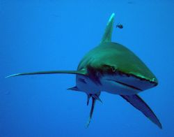 Oceanic white tip, in blue water with sony P9 by David Thompson 